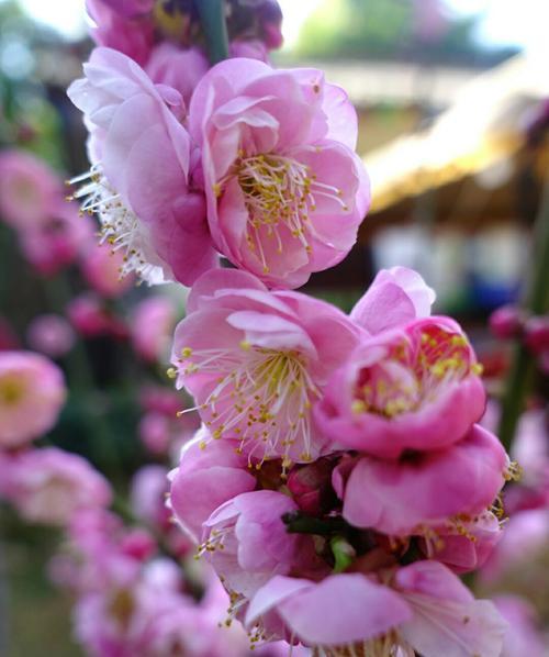 梅花吉祥的寓意（梅花的象征与文化内涵）