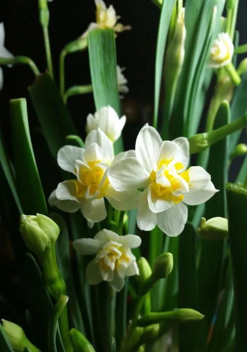 水仙花的丰富色彩与寓意（解读水仙花不同颜色代表的含义）