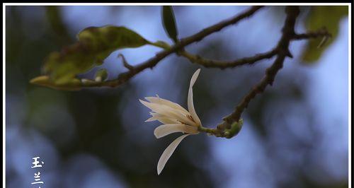 白兰花（揭秘白兰花的寓意）