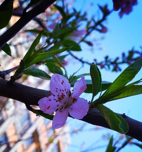 白色桃花的花语（白色桃花）