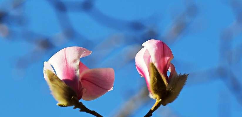 白色玉兰花花语（探寻白色玉兰花的美丽与内涵）