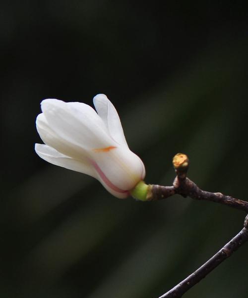 白玉兰花语的启示（探寻白玉兰花的美丽与内涵）