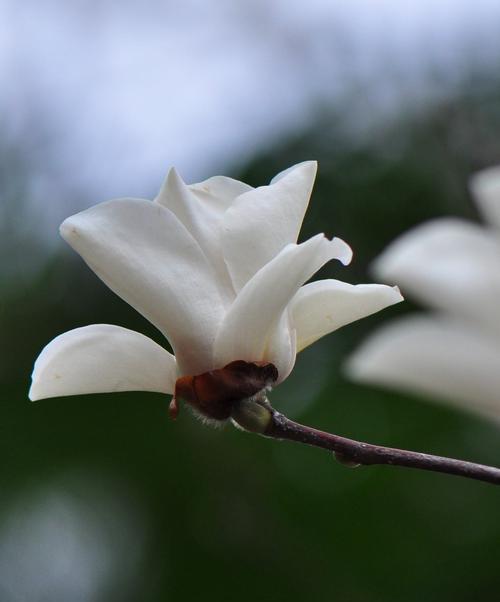 白玉兰花语的启示（探寻白玉兰花的美丽与内涵）