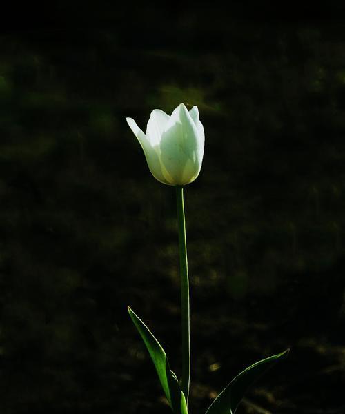 白郁金香花语的美丽寓意（传递纯洁和宽容的花朵之语）