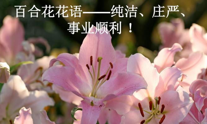 百合花的传说与花语（传承千年的美丽神话与含义）