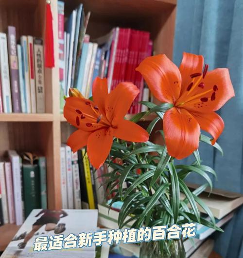 百合花的养殖与注意事项（如何正确养护百合花）