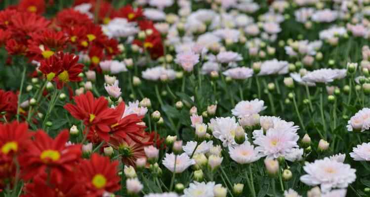 菊花花语探秘（不同月份菊花的寓意与象征）