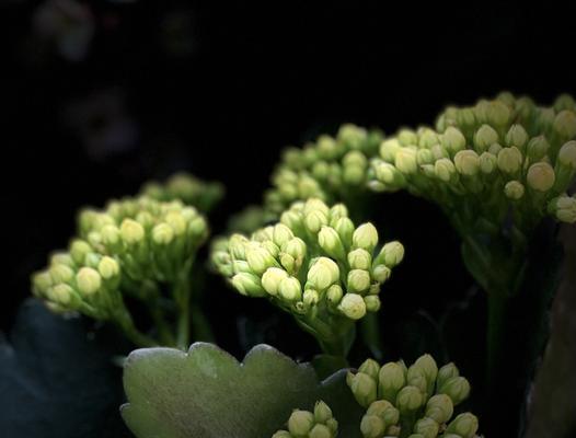 长寿花花语幼儿园（用心栽培）