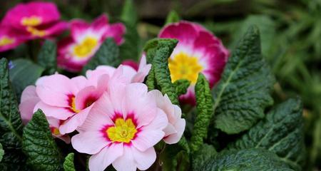 春天草本花卉盛放（探秘春日的花海）