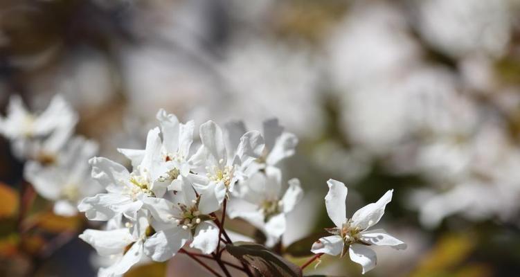 春之花海（迎接春天）