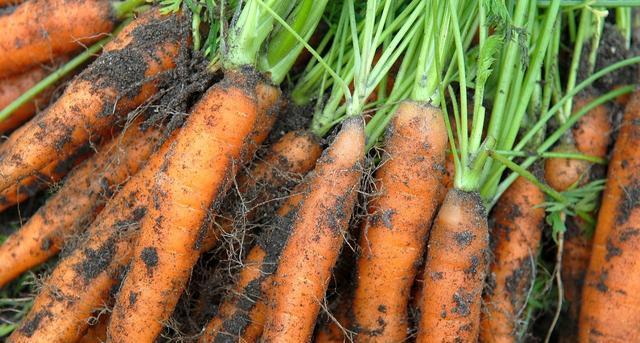 春季种植胡萝卜的技巧（选品种、土壤准备、浇水施肥）