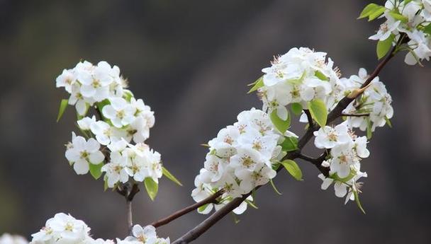 春天适合种什么树（15种春天适合种植的树）