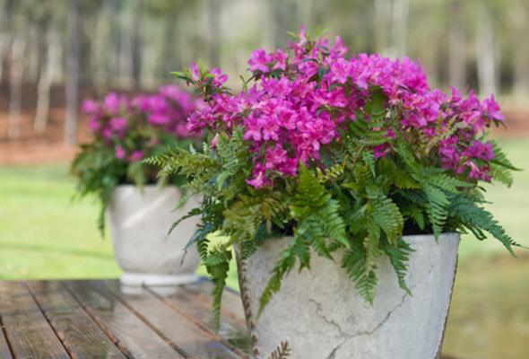 春天庭院花卉种植指南（打造美丽庭院）