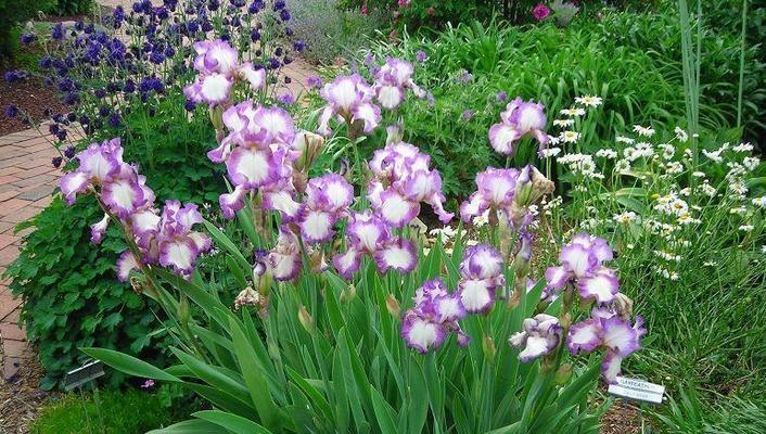 春日花香——春天种植的花卉品种大全（打造属于自己的花园）