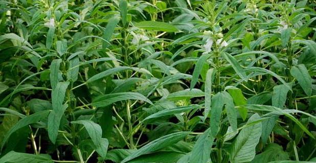 春芝麻的种植时间和方法（打造高产丰收的春芝麻种植技巧）