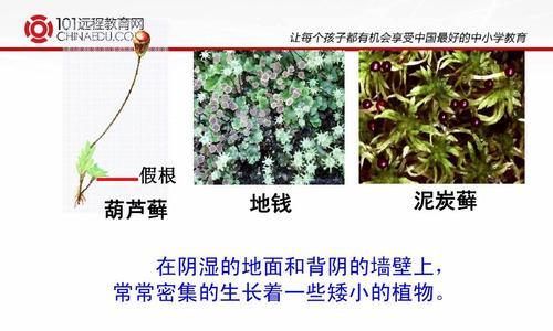 椿根皮的功效与作用（探究椿根皮的药用价值与保健功效）