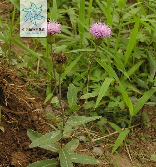 刺儿菜的营养价值及药用功效（了解刺儿菜的好处）