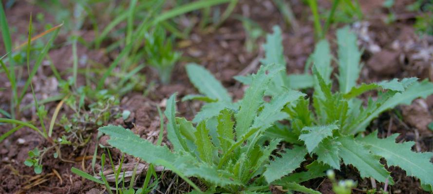 刺儿菜的营养价值及药用功效（了解刺儿菜的好处）