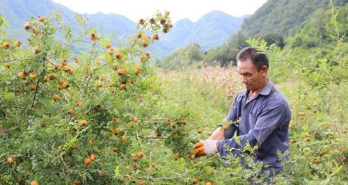 刺梨的采摘季节和成熟期（每年的何时采摘）