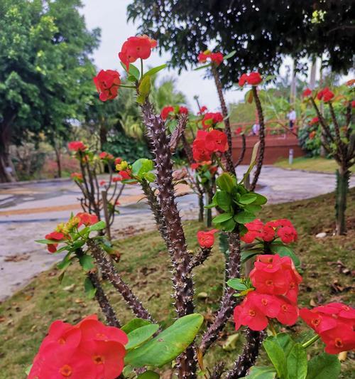 在室内养刺梅花，是可行的吗（刺梅花的特点及如何在室内养护）