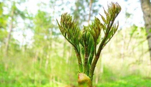 一份详细的指南，让你的餐桌上时刻有新鲜的蔬菜（一份详细的指南）