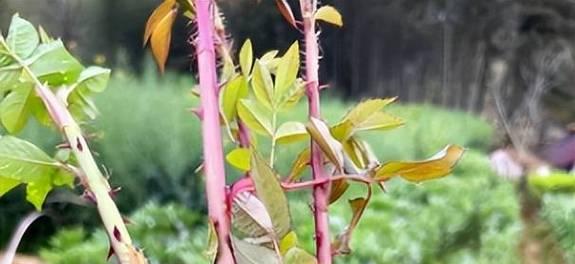 探寻神秘的刺苔植物世界（从特征到生态）