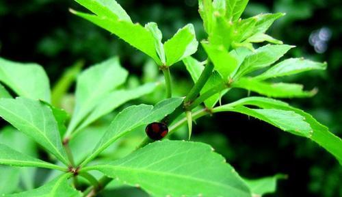 刺五加的生态保护（保护植物资源）