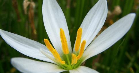 葱兰花期全解析（从萌芽到盛放）