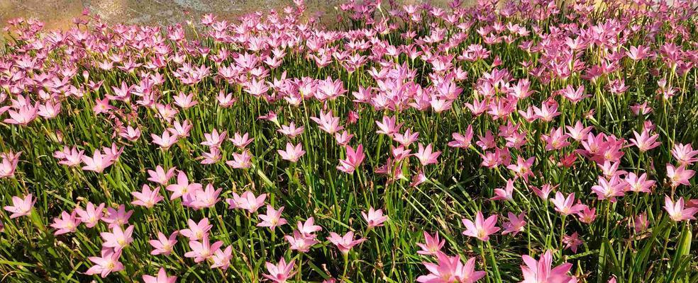 葱莲花期全解析（掌握葱莲花期）