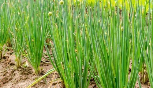 葱的分类和生物学特征（揭秘葱为何被归为被子植物）