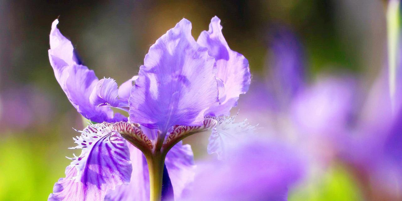 鸢尾花的花语与意义（白色鸢尾花与紫色鸢尾花的花语及象征意义）