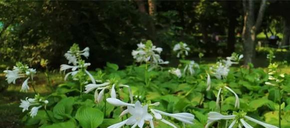 白玉簪的花语——纯洁与高贵（以花传情）