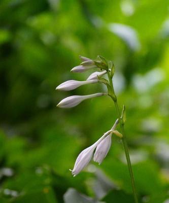 白玉簪的花语——纯洁与高贵（以花传情）