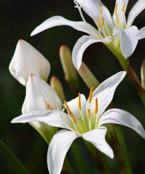 百合的花语意思与传说（揭示百合花的象征与寓意）