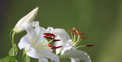 百合花的象征意义（探索百合花在文化和宗教中的独特寓意）