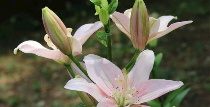 百合花的象征意义及文化传承（探寻百合花的内涵与价值）