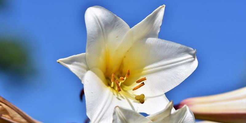 百合花的寓意与花语（探索百合花的象征意义和传达的信息）