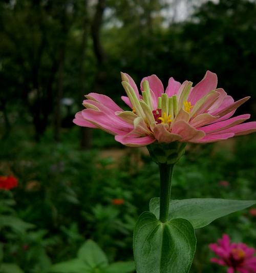 百日菊的花语（探寻百日菊的花语与意义）