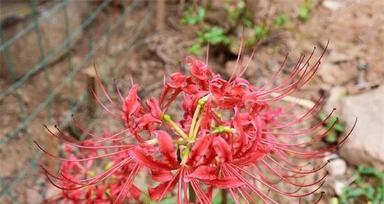 彼岸花的爱情含义（探寻彼岸花在爱情中的象征意义）