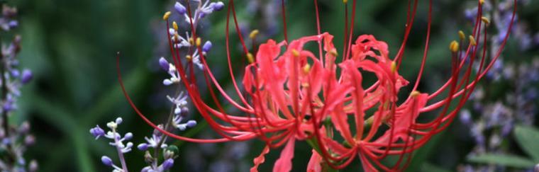 彼岸花花语大全，探寻花开的深意（彼岸花花语解析）