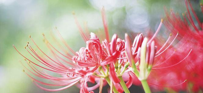 彼岸花花语大全，探寻花开的深意（彼岸花花语解析）