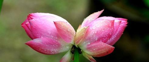 并蒂莲花（揭示并蒂莲花的独特寓意与文化内涵）