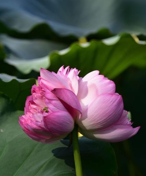 以并蒂莲花语为主题的文章（探寻并蒂莲花的寓意与美丽）