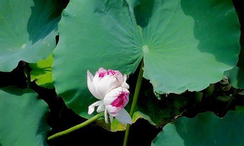 并蒂莲花的寓意与象征意义（莲花——生命与和谐的象征）