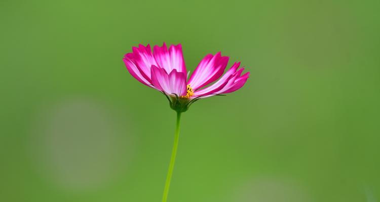 波斯菊的传说与花语（揭开波斯菊背后的神秘面纱）