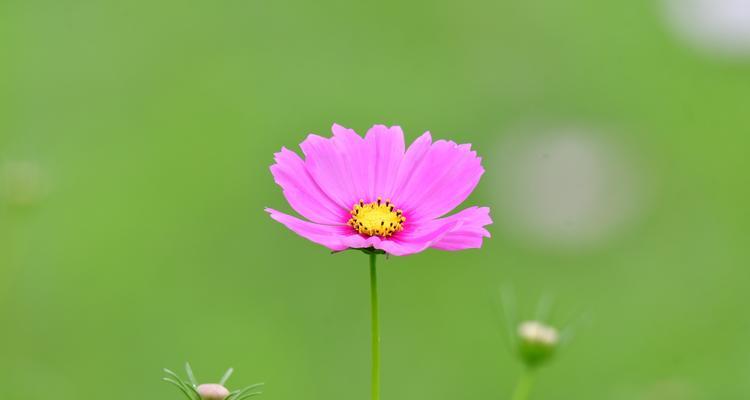 波斯菊的传说与花语（揭开波斯菊背后的神秘面纱）