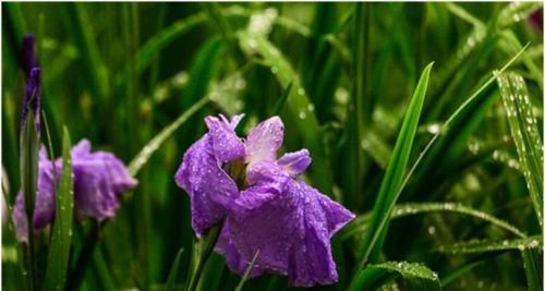 菖蒲花语与象征意义（探寻菖蒲的神秘魅力）