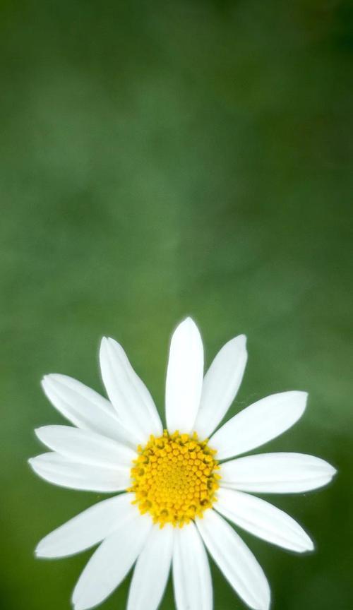 雏菊花语（探索雏菊的花语意义）