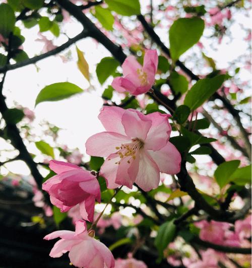 垂丝海棠的花语——寄托希望与坚持（探索垂丝海棠的神秘世界）