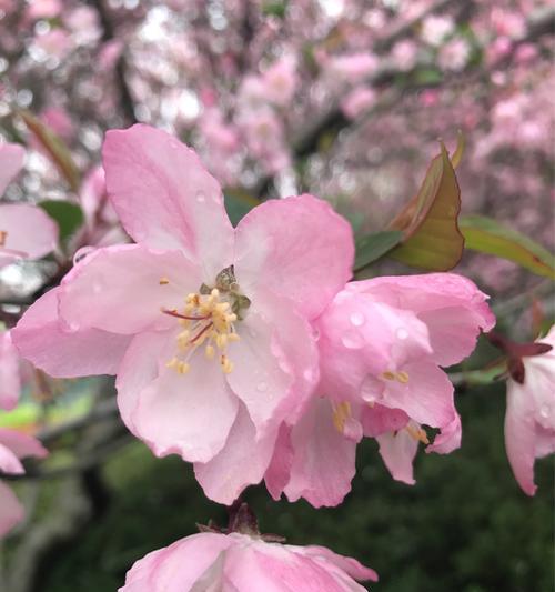 垂丝海棠的花语——寄托希望与坚持（探索垂丝海棠的神秘世界）